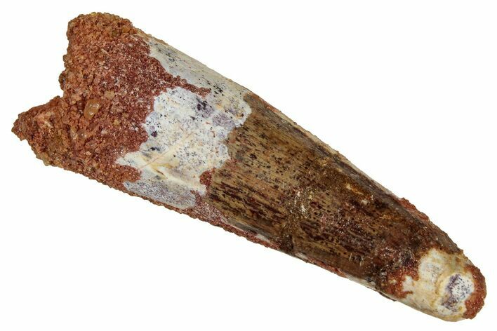 Fossil Spinosaurus Tooth - Real Dinosaur Tooth #333549